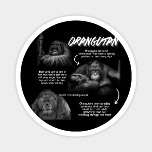 Orangutan Fun Facts Magnet